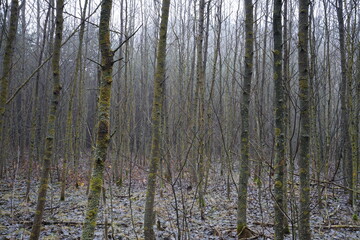 Obraz premium forest