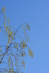 Obraz premium Common birch