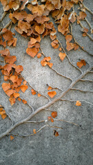 Close-up diagonal ivy stalk with parallel branches,stems,faded brown,carved three-lobed leaves,curling on gray stone,concrete wall.Climbing shrub.Vertical background,wallpaper,copy space,soft focus