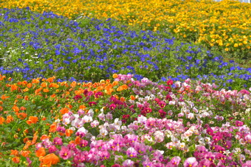 相模原公園のパンジー