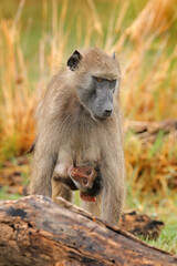 Monkey young cub. Chacma baboon, Papio ursinus, monkey from Moremi, Okavango delta, Botswana. Wild mammal in nature habitat. Monkey feeding fruits in green vegetaton. Wildlife nature in Africa.
