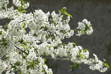 White flowers of cherry tree in orchard in spring