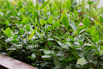 Tropical green surroundings in outdoor garden