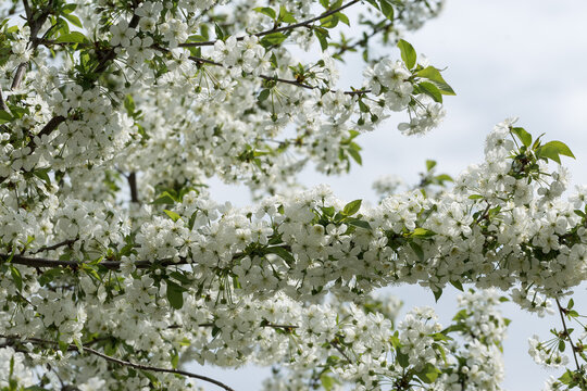 White flowers of cherry tree in orchard in spring