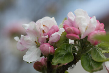 Fototapeta na wymiar Blooming pink apple orchard in spring. А branch with flowers of a blossoming apple tree.