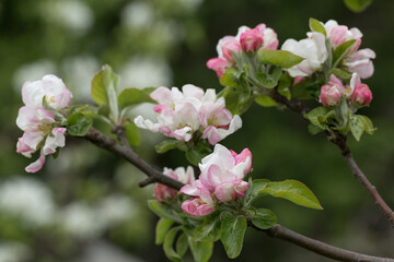 Blooming pink apple orchard in spring. А branch with flowers of a blossoming apple tree.