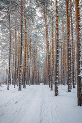 The winter road in forest