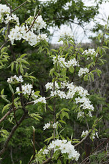 Pear tree blossom close-up. White pear flower on naturl background.
