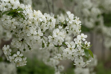White flowers of cherry tree in orchard in spring
