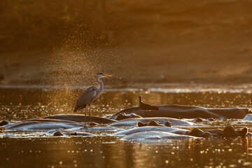 Grey heron (ardea cinerca) fishing from the back of a hippopotamus in a  lake with back lit in Mana...