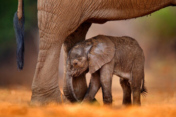 Baby elephant sucking mother milk.  Small pup with old elephant, care. Nature behaviour wildlife detail. Cub at Mana Pools NP, Zimbabwe in Africa. - obrazy, fototapety, plakaty