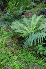Tropical green surroundings in outdoor garden