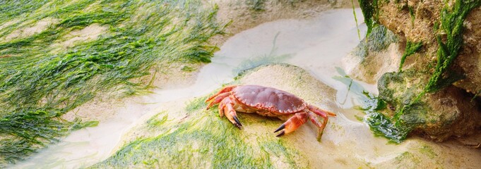 Edible crab (Cancer pagurus) on sand covered with green algae during low tide, close-up. France. Animal wildlife, ecology, environmental conservation, nature © Alex Stemmer