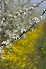 Blooming plum tree closeup. Spring white flowers.