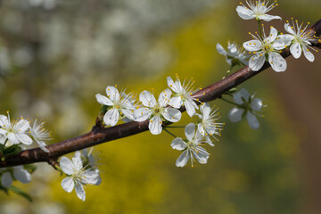 Blooming plum tree closeup. Spring white flowers.