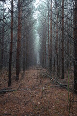 Obraz premium forest