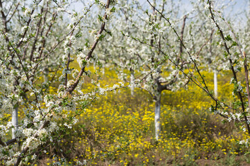 Blooming plum tree closeup. Spring white flowers.