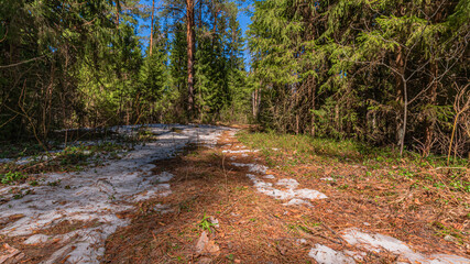 stream in the forest
