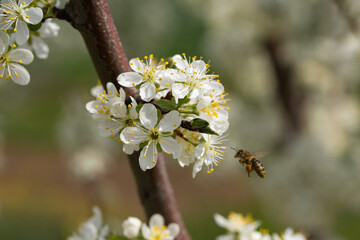 Blooming plum tree closeup. Spring white flowers.