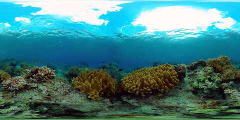 Naklejka na ściany i meble Reef Coral Tropical Garden. Tropical underwater sea fish. Colourful tropical coral reef. Philippines. 360 panorama VR