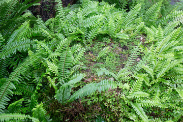 Tropical green surroundings in outdoor garden