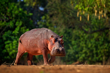Hippo with injury bloody scar in the skin. African Hippopotamus, Hippopotamus amphibius capensis,...