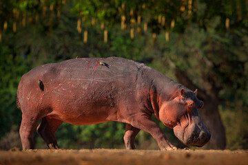 Hippo with injury bloody scar in the skin. African Hippopotamus, Hippopotamus amphibius capensis,...