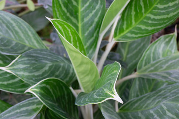 Obraz premium Tropical green surroundings in outdoor garden