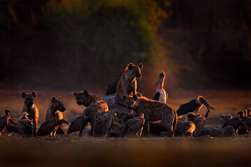 Éléphant mort. La faune africaine. Hyène tachetée, Crocuta crocuta, pack avec carcasse d& 39 éléphant, Mana Pools NP, Zimbabwe en Afrique. Comportement animal, éléphant mort avec hyènes et vautours.