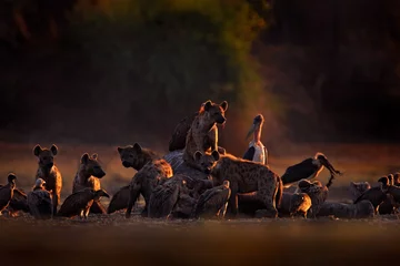 Poster Dode olifant. Afrika dieren in het wild. gevlekte hyena, Crocuta crocuta, pak met olifantenkarkas, Mana Pools NP, Zimbabwe in Afrika. Dierlijk gedrag, dode olifant met hyena& 39 s en gieren. © ondrejprosicky