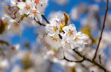 Hamburg, Germany. Branch of a cherry tree in blossom in the Alster Park in the city center.
