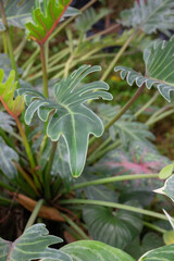 Tropical green surroundings in outdoor garden