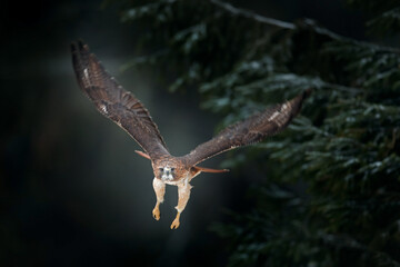 Flying bird of prey above the field meadow, Red-tailed hawk, Buteo jamaicensis, landing in the forest. Wildlife scene from nature.