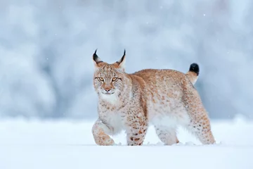 Papier Peint photo Lynx Nature de la neige. Marche du visage du lynx. La faune hivernale en Europe. Lynx dans la neige, forêt enneigée en février. Scène animalière de la nature, Slovaquie. La faune hivernale en Europe.