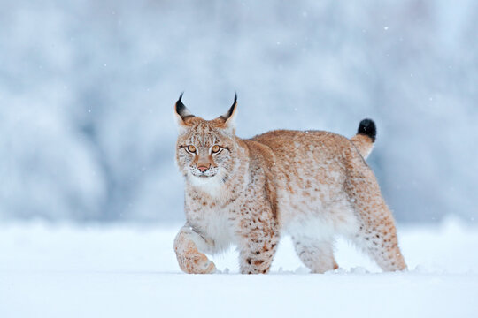 Snow Nature. Lynx Face Walk. Winter Wildlife In Europe. Lynx In The Snow, Snowy Forest In February. Wildlife Scene From Nature, Slovakia. Winter Wildlife In Europe.