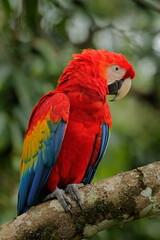 Naklejka na ściany i meble Red parrot Scarlet Macaw, Ara macao, bird sitting on the branch, Costa rica. Wildlife scene from tropical forest. Beautiful parrot on tree green tree in nature habitat.