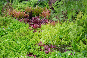 Tropical green surroundings in outdoor garden