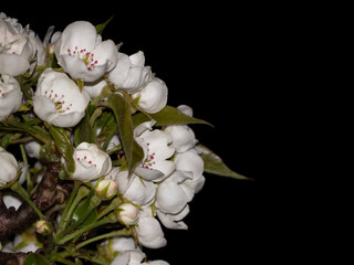 Close-up of white pear flowers and young green leaves on a dark night blurred background. Greeting card template with flowers and copy space