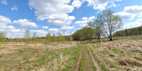 Fototapeta na wymiar Spring walk through the forest, beautiful panorama.