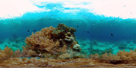 Naklejka na ściany i meble Underwater fish garden reef. Reef coral scene. Seascape under water. Philippines. Virtual Reality 360.