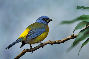 Green-mantled Tanager, Pipraeidea darwinii, yellow blue bird from forest in Peru, South America. Tanager sitting on the branch in the nature forest habitat.