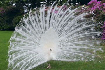 Obraz premium White peacock with its splendid open tail and beautiful feathers in the botanical garden of Isola Bella, Lake Maggiore, Italy, Europe