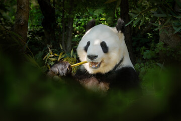 Panda bear behaviour in the nature habitat. Portrait of Giant Panda, Ailuropoda melanoleuca,...