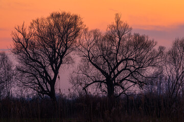 sunset in the woods