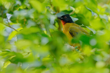 Black-capped bulbul, Rubigula melanicterus, green black bird endemic in Sri Lanka in Asia. Bulbul in the nature gree forest habitat. Wildlife Asia.