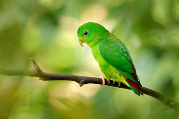 Blue-crowned hanging parrot, Loriculus galgulus, small mainly green parrot found, forest lowlands in southern Burma and Thailand in Asia. Green bird in the nature habitat.