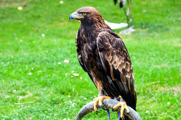 Close up portrait of golden eagle, bird of prey. Piercing eyes