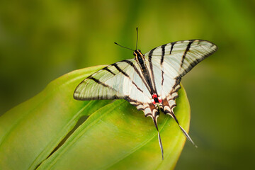 Eurytides epidaus, Mexican Kite-Swallowtail, beautiful butterfly with transparent white wings. Butterfly sitting on yellow flower in green forest. Insect from Mexico. Wildlife scene from tropic jungle