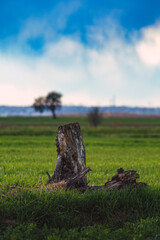 old tree trunk in the meadows among the spring grasses and the beautiful evening sky