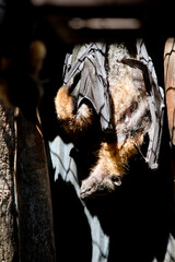 the mother bat is holding her baby